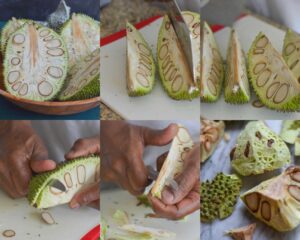 This image shows the steps on how to peel katahar bread nut fruit